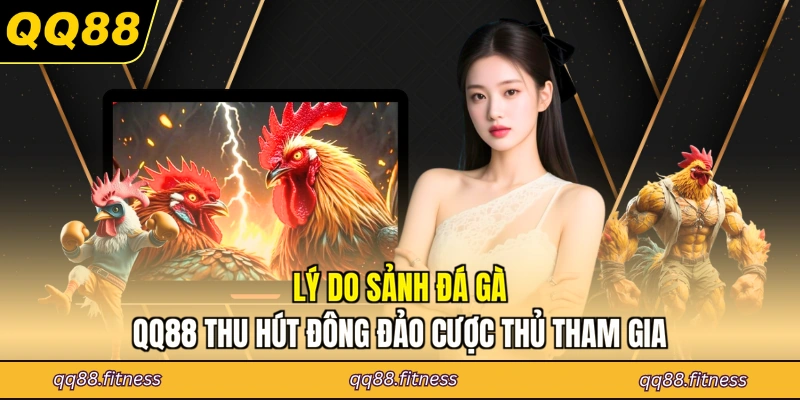 Lý do sảnh đá gà QQ88 thu hút đông đảo cược thủ tham gia